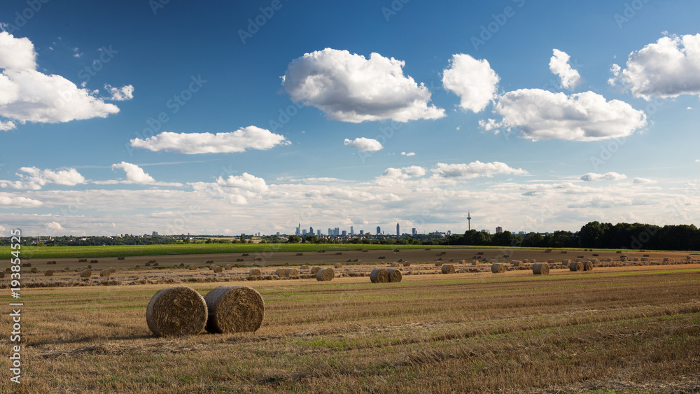 A field in late summer in front of the Frankfurt skyline
