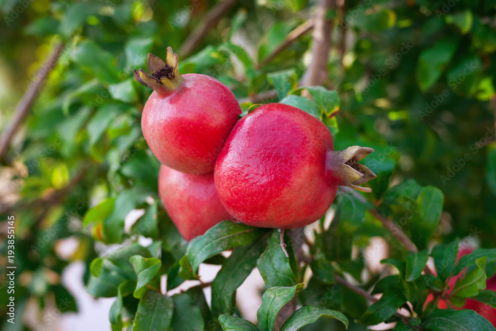 Red ripe pomegranates on the tree. Red ripe pomegranates on the tree.
