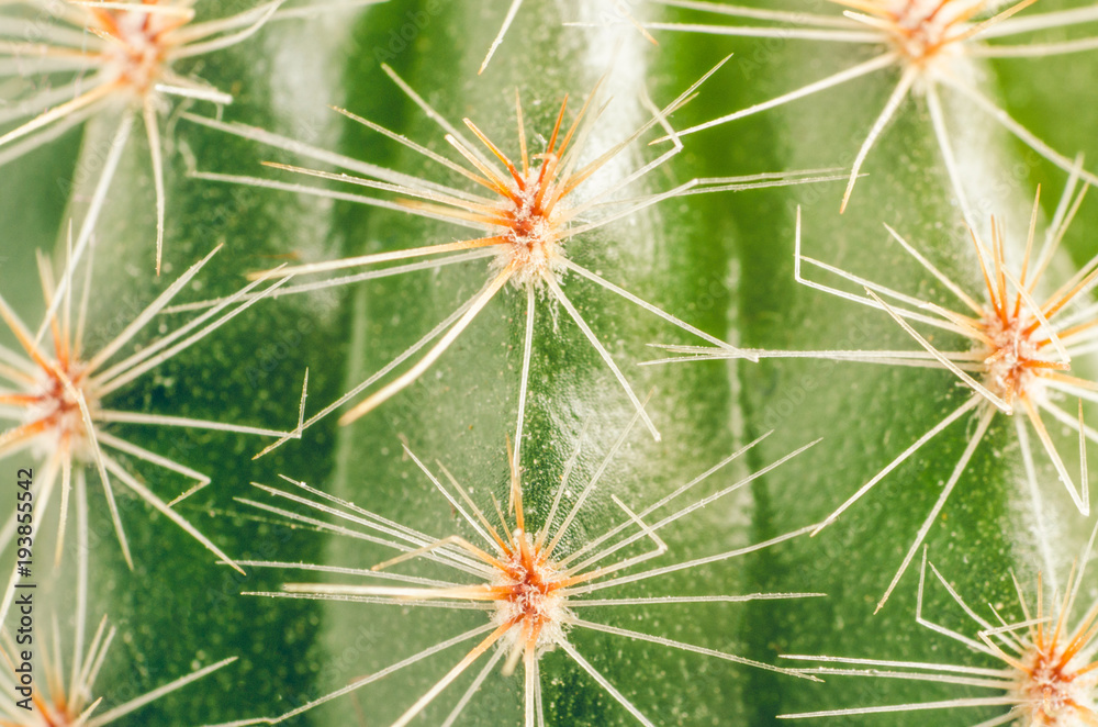 Green spiny cactus background texture Green spiny cactus background texture