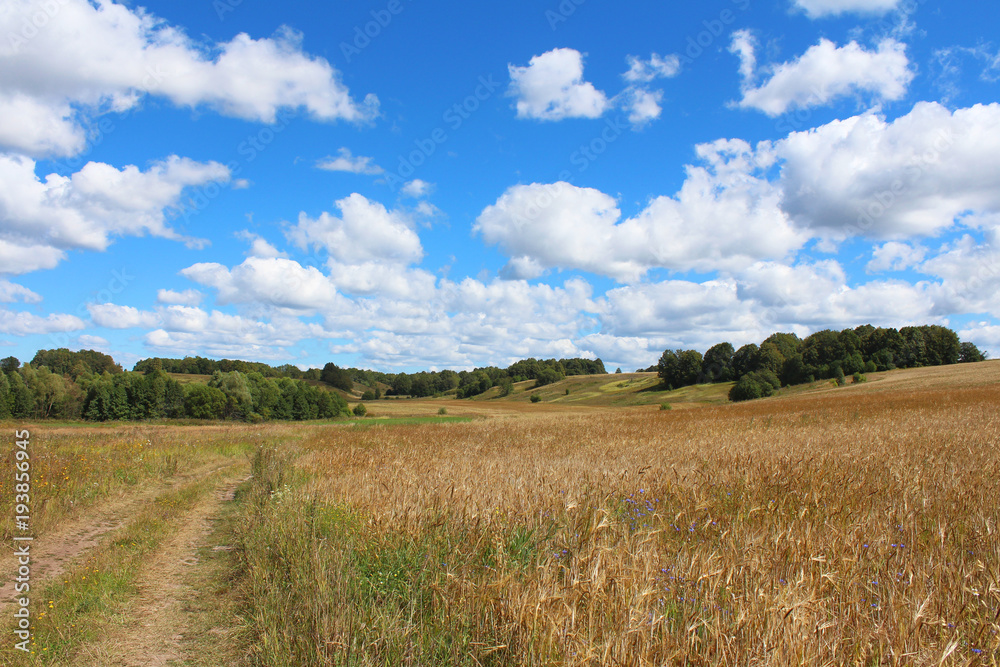 Summer landscape with the field, the country road, the blue sky with clouds and trees