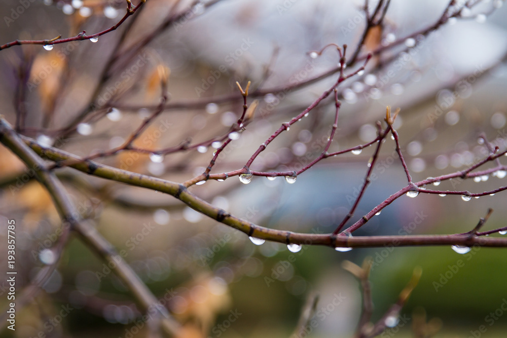 Many raindrops hanging on a branch after the rain; beautiful blur of background droplets Many raindrops hanging on a branch after the rain; beautiful blur of background droplets