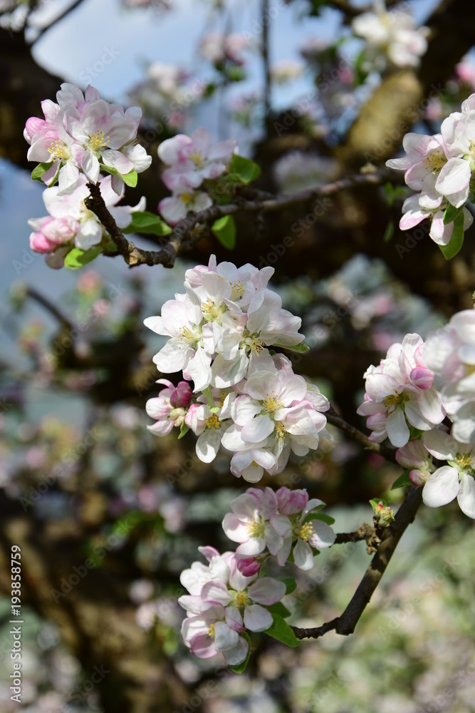 Apfelbaumblüte in Südtirol Apfelbaumblüte in Südtirol