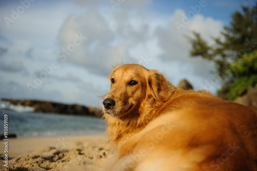 Fototapeta Naklejka Na Ścianę i Meble -  Golden Retriever dog outdoor portrait lying down on tropical beach
