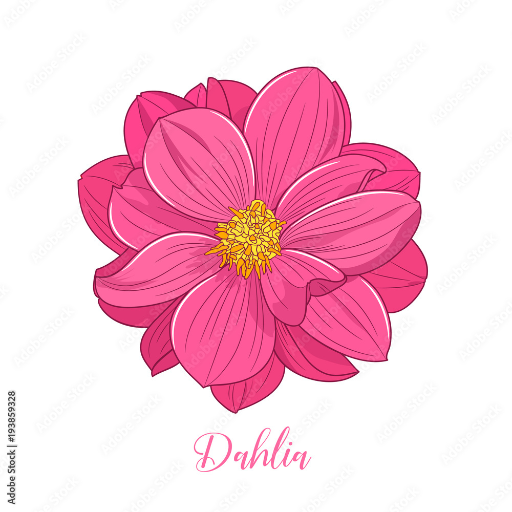 Cute dahlia flower, hand-drawn in cartoon style. Floral background ...