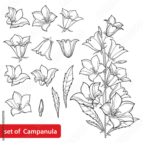 Vector set with outline Campanula or Bellflower or Bluebell flower bunch, leaves and bud in black isolated on white background. Perennial plant in contour style for summer design and coloring book.