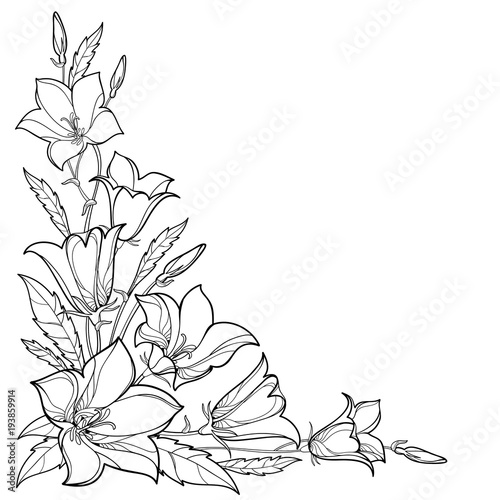 Vector corner bouquet with outline Campanula or Bellflower or Bluebell flower, leaf and bud in black isolated on white background. Ornate plant in contour style for summer design and coloring book.