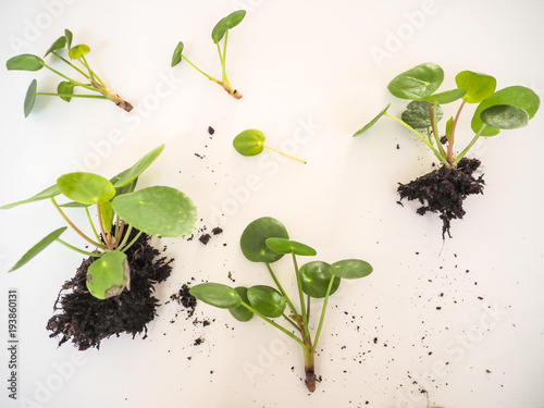 Cuttings from a pilea peperomioides or pancake plant on a white background photo