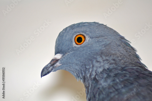 Pigeon head close-up © Mikhail Yakovenko