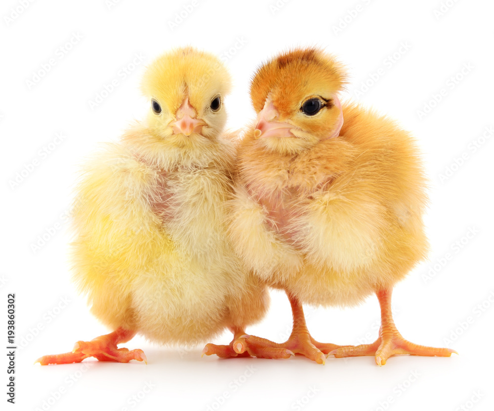 Fototapeta premium Two cute chicks isolated on white