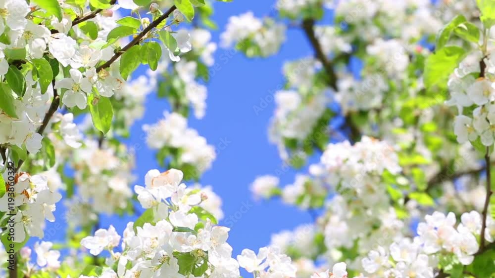 Blooming apple tree branch close up view spring background