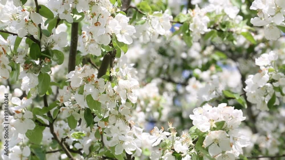 Blooming apple tree branch close up view spring background Blooming apple tree branch close up view spring background