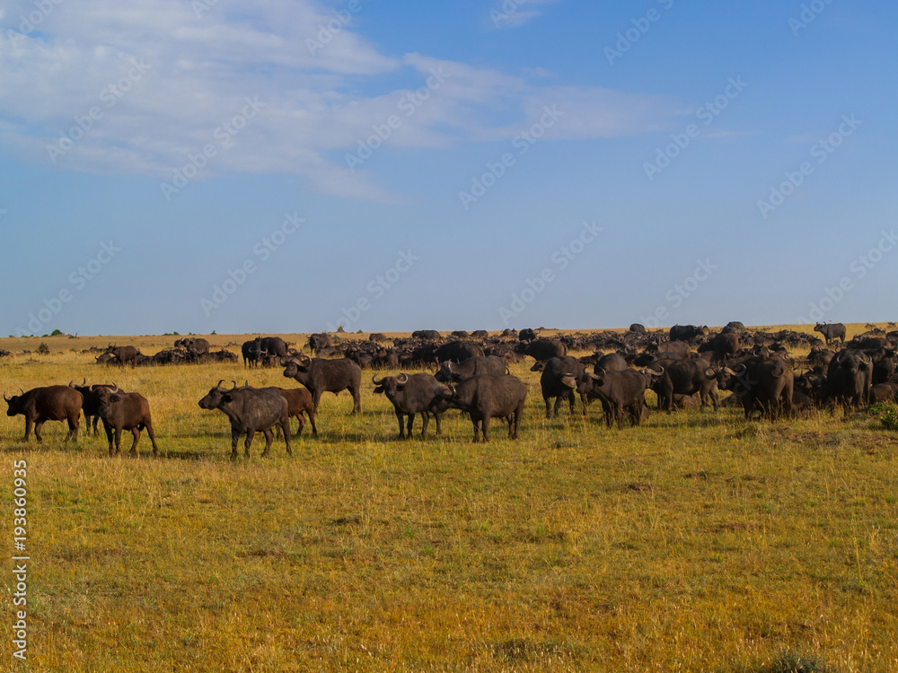 Kenya, Africa. Landscapes, Wildlife and Safari