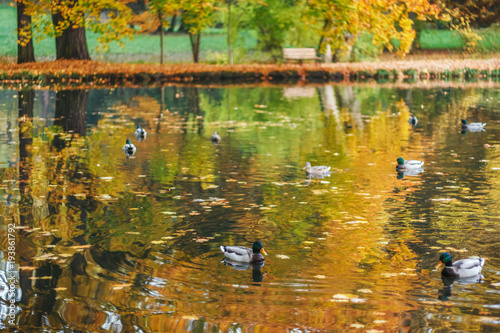 Ducks on a lake in a park in autumn.