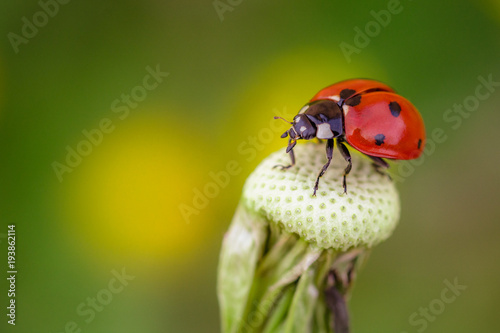 Coccinella su dente di leone