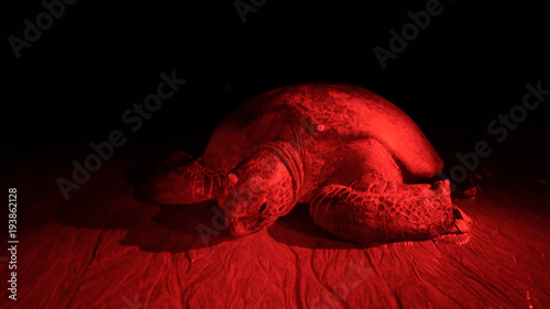 Green sea turtle laying eggs in Las Baulas National Marine Park in Tamarindo, Costa Rica.