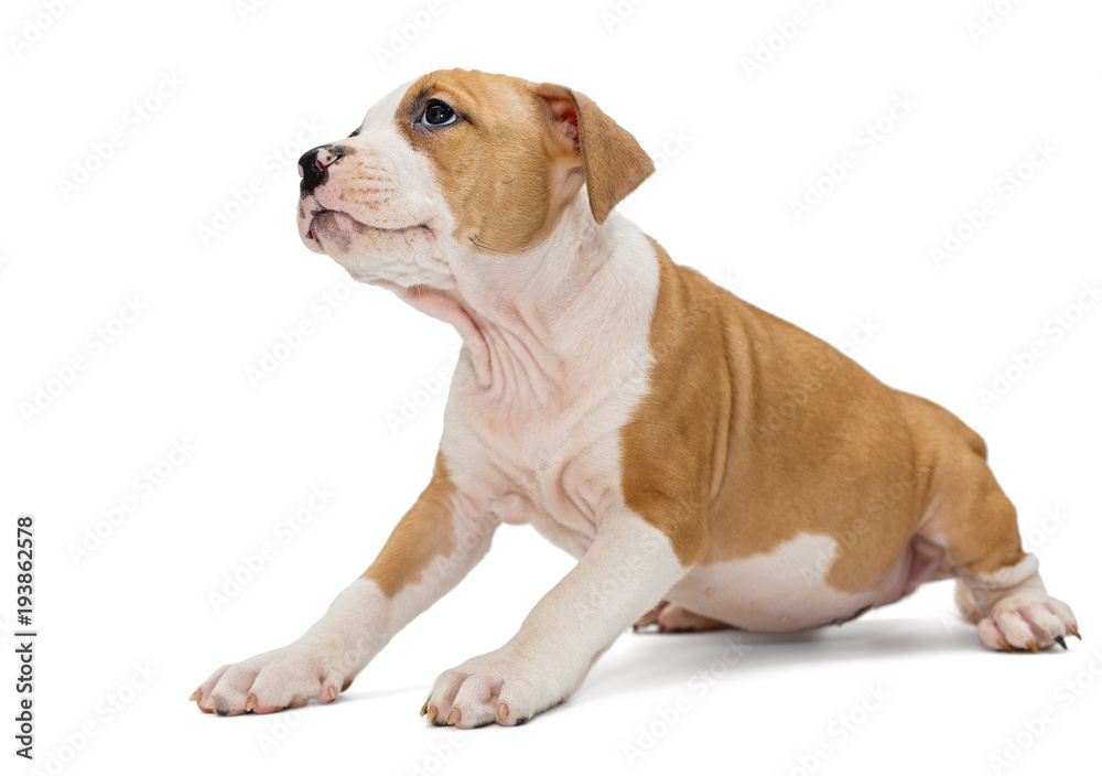 Puppy Staffordshire Terrier