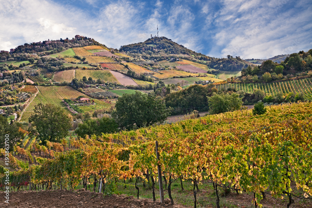Bertinoro, FC, Emilia Romagna, Italy: landscape of the countryside with vineyards