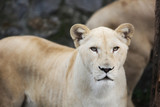 White lioness with blue eyes in zoo