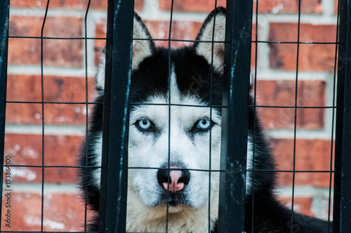 Husky looking through fence with bars