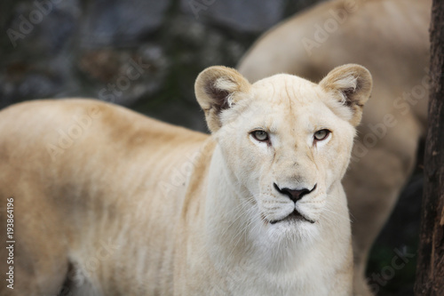 Fototapeta Naklejka Na Ścianę i Meble -  White lioness with blue eyes in zoo