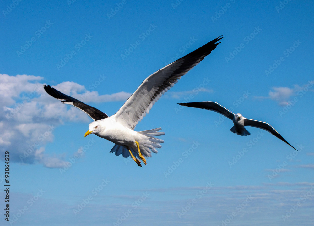 Seagulls in flight