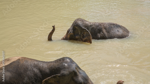 Elephant enjoying their retirement in a rescue sanctuary photo