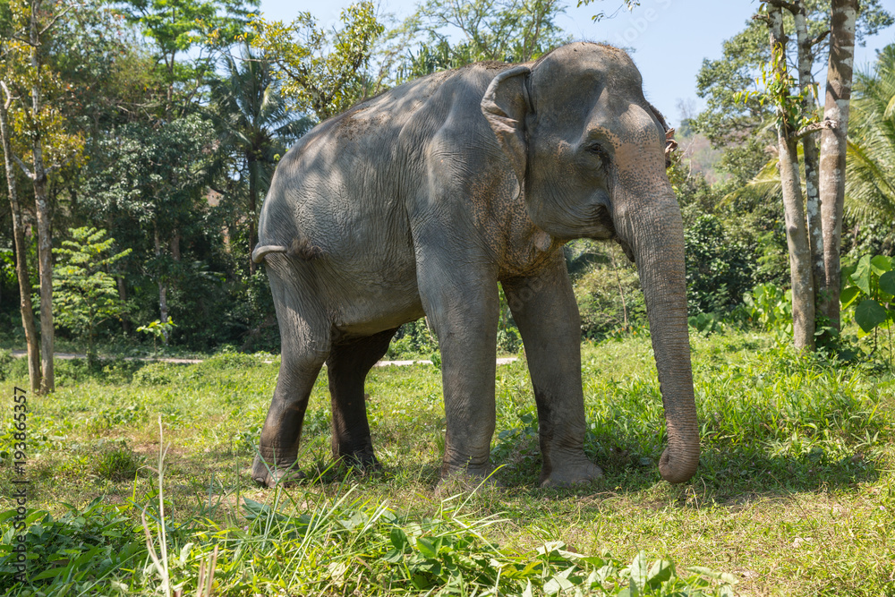 Fototapeta premium Elephant enjoying their retirement in a rescue sanctuary