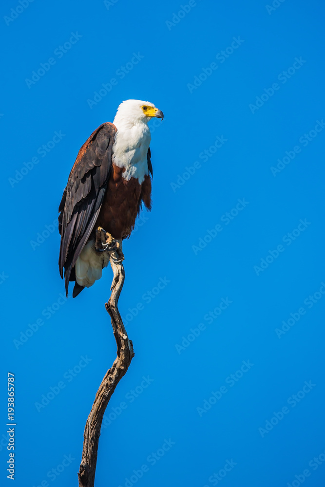 Naklejka premium African fish eagle on the background of sky