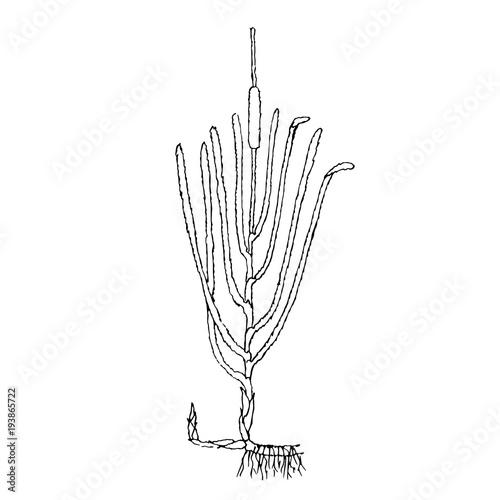 Monochrome reed mace, hand drawn sketch of plant stock vector illustration for web, for print