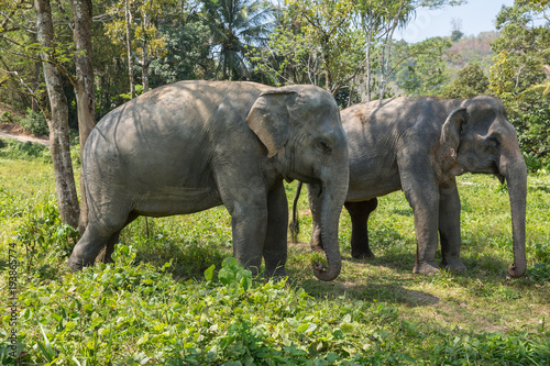 Elephant enjoying their retirement in a rescue sanctuary