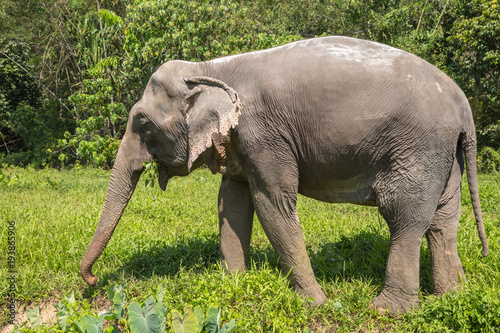 Elephant enjoying their retirement in a rescue sanctuary photo