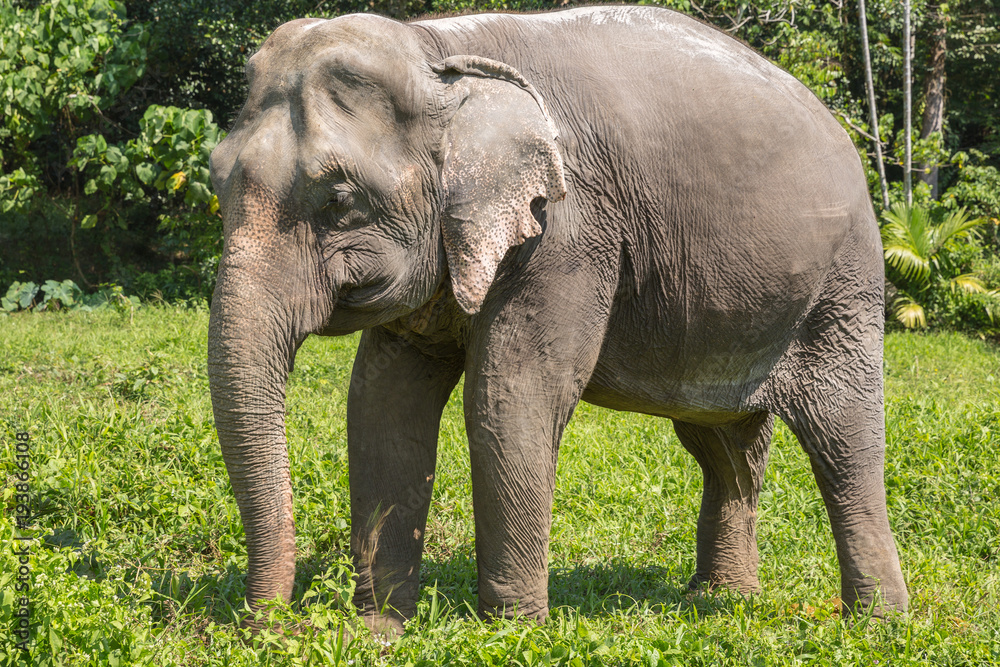 Fototapeta premium Elephant enjoying their retirement in a rescue sanctuary