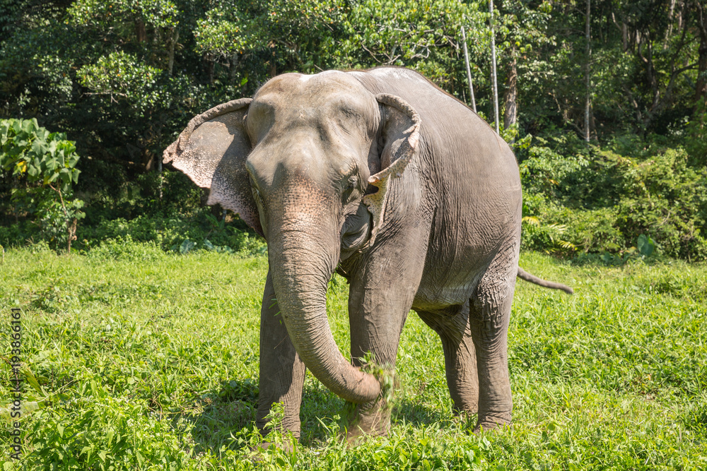 Fototapeta premium Elephant enjoying their retirement in a rescue sanctuary