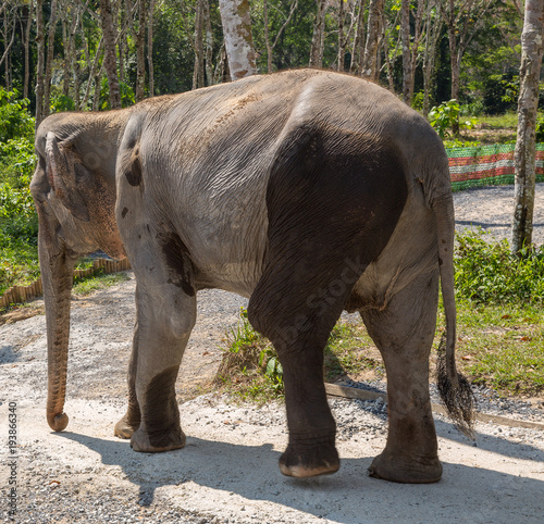 Elephant enjoying their retirement in a rescue sanctuary