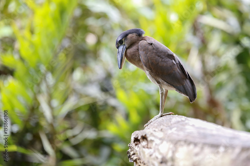 mangrove bird an a branch photo
