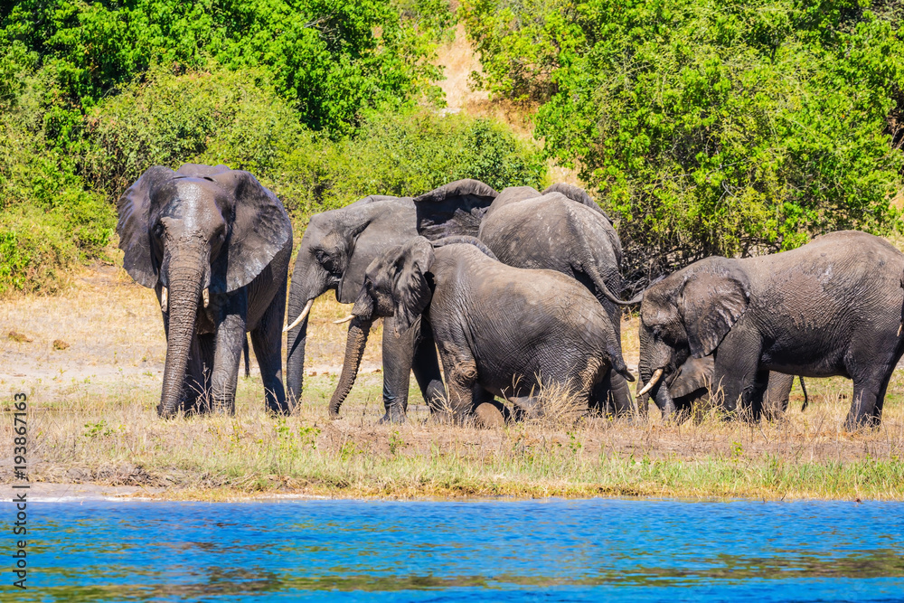 Naklejka premium Elephants are located on the river bank