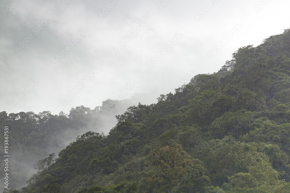 rainy weather in tropical forest rainy weather in tropical forest