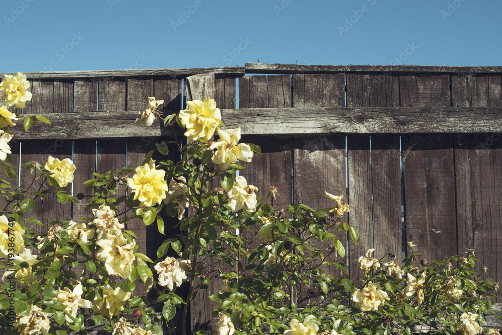Rosas amarillas junto a valla de madera bajo un cuelo azul despejado
