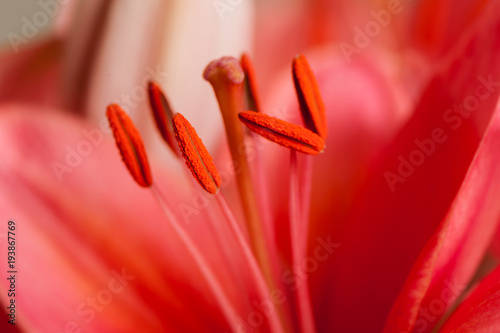 Blütenstempel einer roten Lilie als Makro Aufnahme