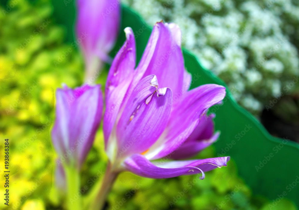 Flower of a Late Celebrity autumn autumnal close-up, growing in the garden.