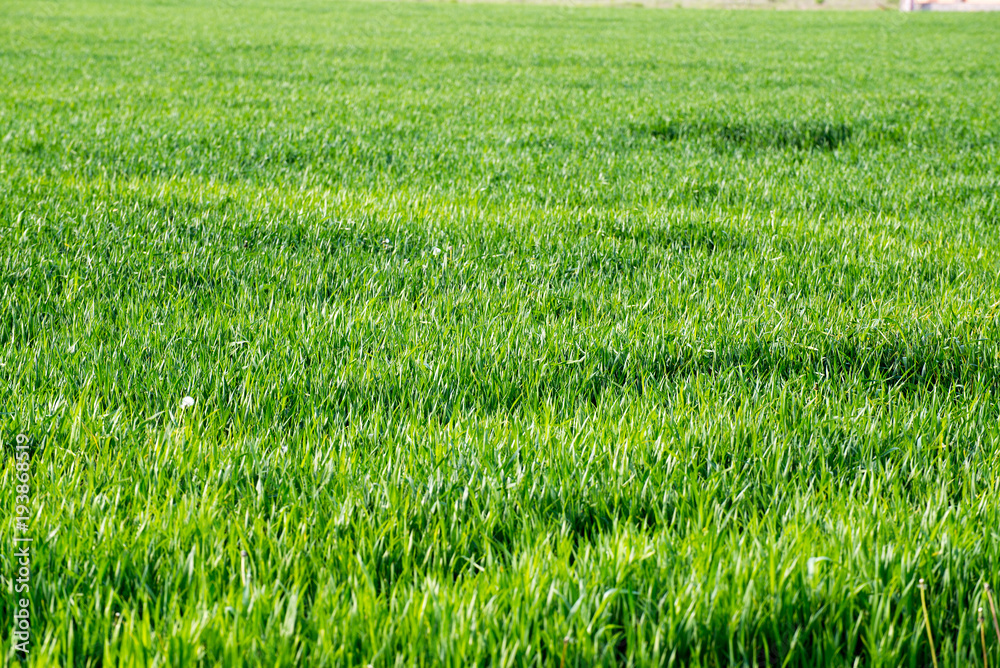 Fresh green grass on sunny day Fresh green grass on sunny day