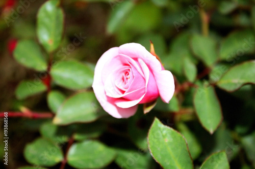 A delicate half-opened bud, a pink rose.  Grows in the garden.