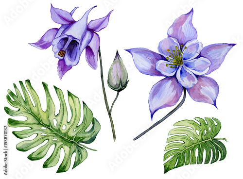Foto Beautiful tropical floral set (blue and purple aquilegia, bud and monstera leaves)