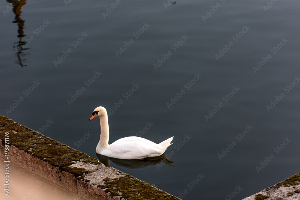 Cisne Cisne