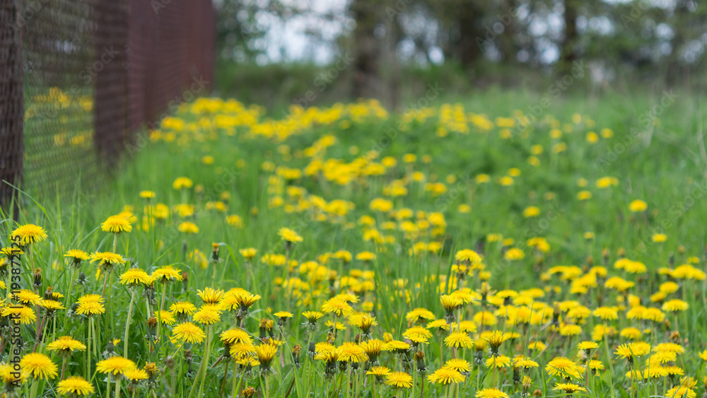 Common dandelion in spring landscape. Taraxacum officinale. Yellow flowers of healthy healing dandelions in green grass behind a garden fence. Common dandelion in spring landscape. Taraxacum officinale. Yellow flowers of healthy healing dandelions in green grass behind a garden fence.