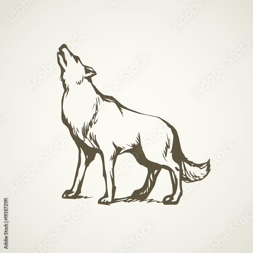 Wolf. Vector drawing