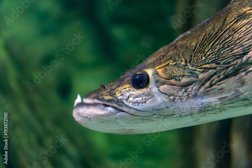 Tropical fish living in african lake