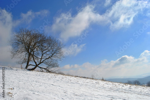 Pejzaż zimowy z samotnym drzewem na horyzoncie