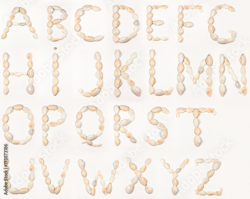 English alphabet of seashells, letters on white background, isolated alphabet, schooling, minimalism, american training, seashells on white background, art