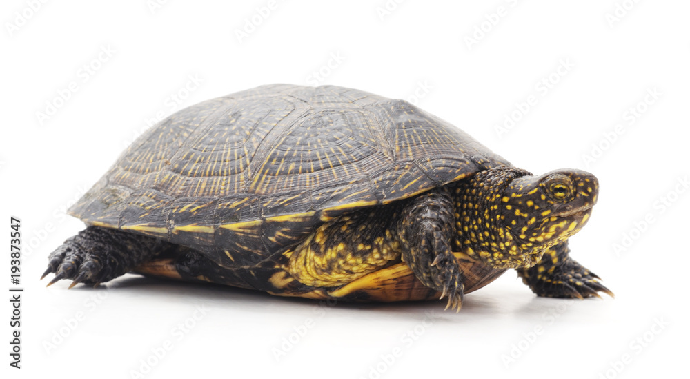 One big turtle. One big turtle.